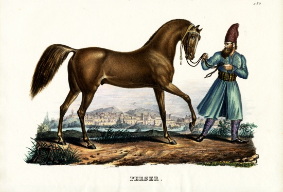 Persian Horse from Karl Joseph Brodtmann