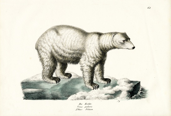 Polar Bear from Karl Joseph Brodtmann
