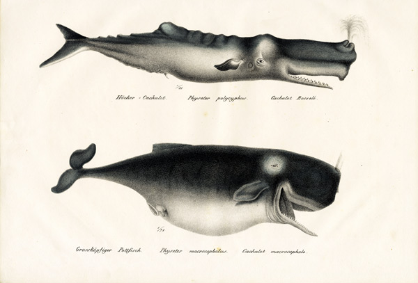 Sperm Whales from Karl Joseph Brodtmann