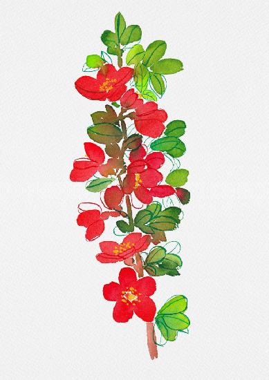 Japanese quince or Chaenomeles japonica botanical painting