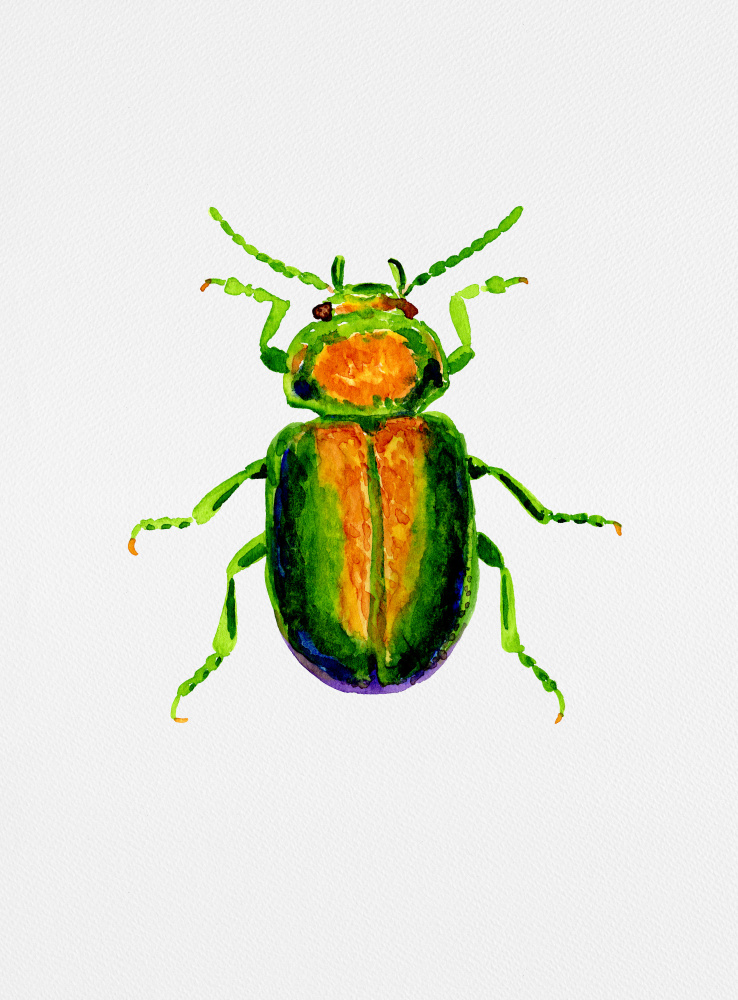 Tansy beetle or Chrysolina graminis from Kata Botanical