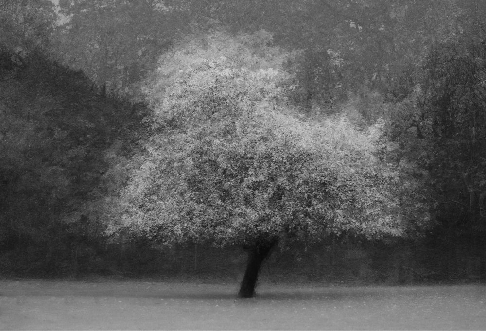 Tree magic from Katarina Holmström
