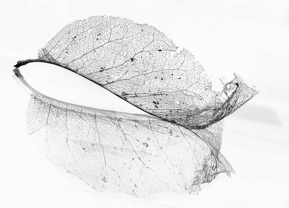 The old leaf from Katarina Holmström