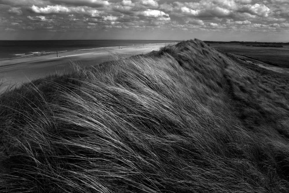 Dunes hair. from Katarzyna Pardo