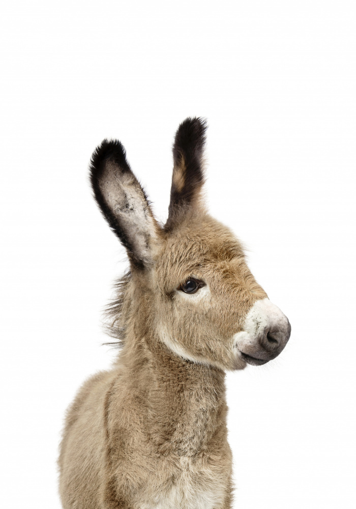 Baby Donkey from Kathrin Pienaar