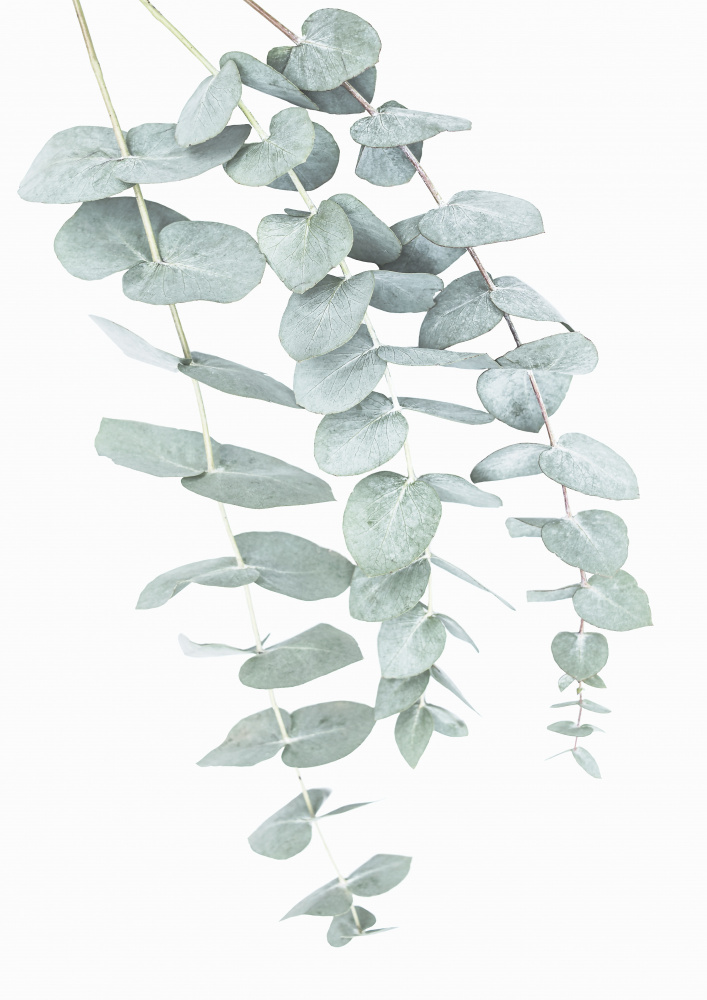 Eucalyptus I from Kathrin Pienaar