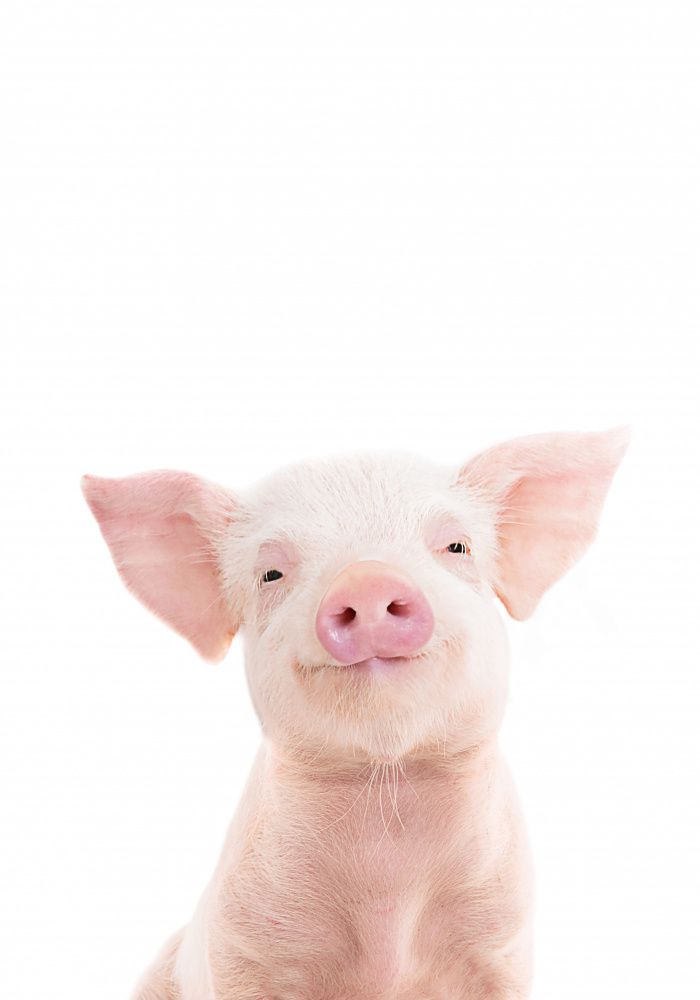 Baby Pig from Kathrin Pienaar