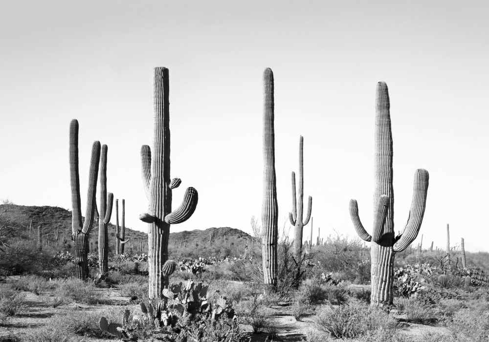 Grey Cactus Land from Kathrin Pienaar