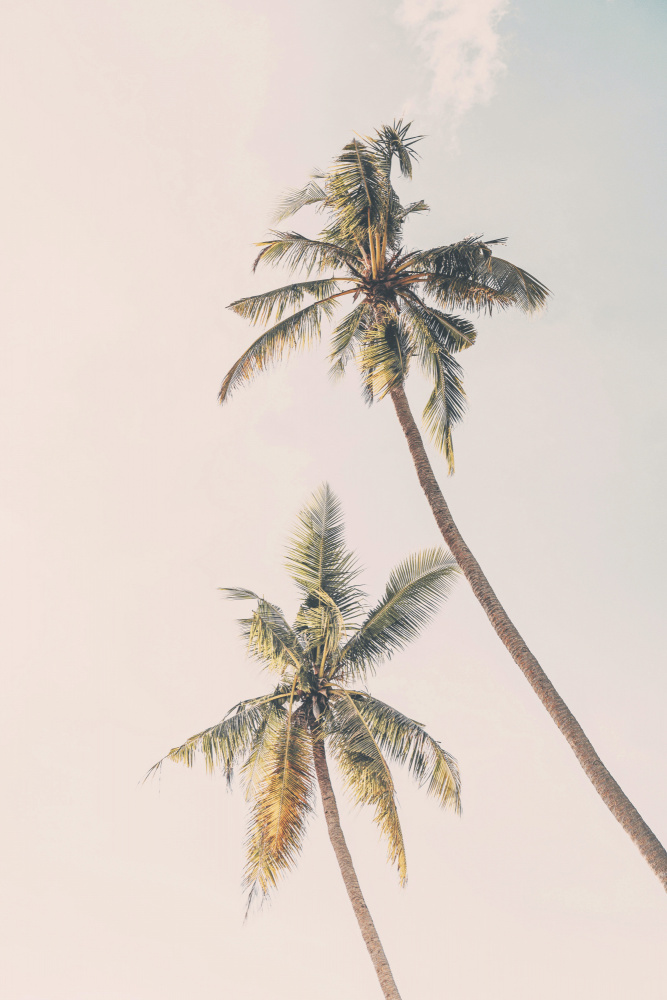 Tropical Palms from Kathrin Pienaar