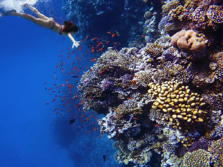 Deep sea coral dive