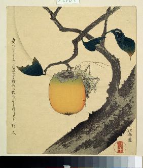 Moon, Persimmon and Grasshopper