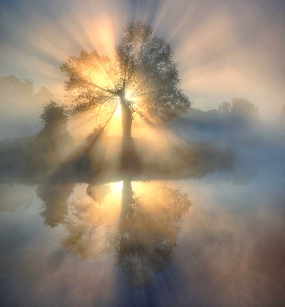 Tree of light from Keller