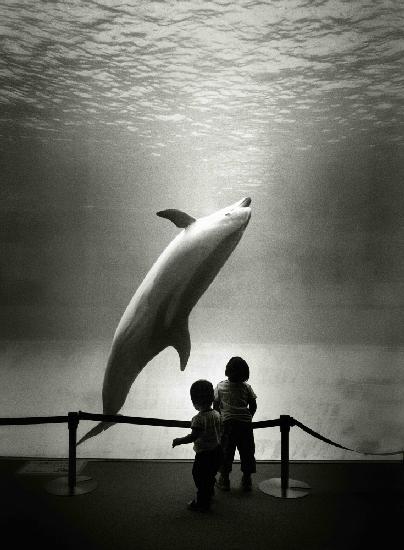Do aquarium dolphins dream of the ocean?