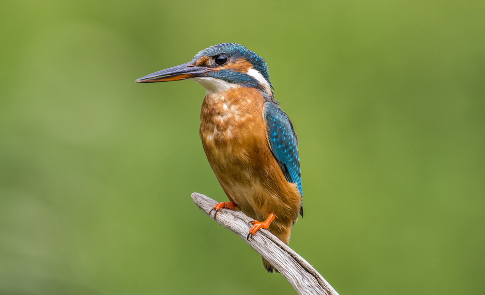 FEMALE KINGFISHER from Kenny Goodison