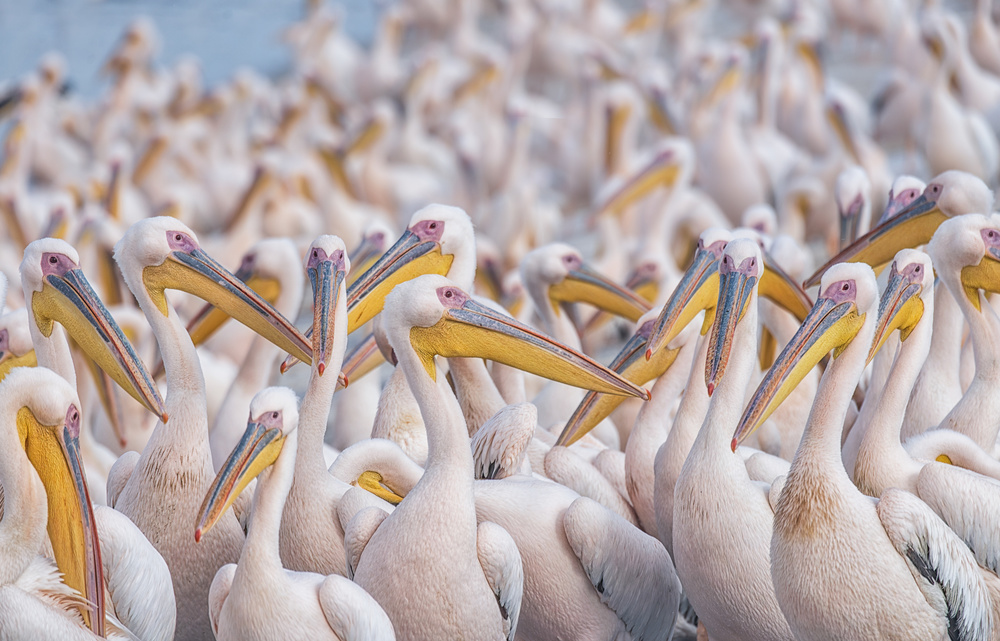 Migratory pelicans from Keren Or