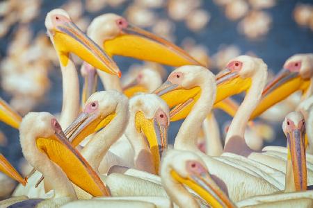 Migratory pelicans