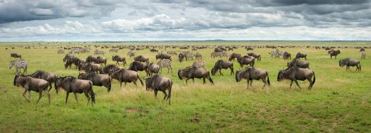 Great Migration in Serengeti Plains from Kirill Trubitsyn