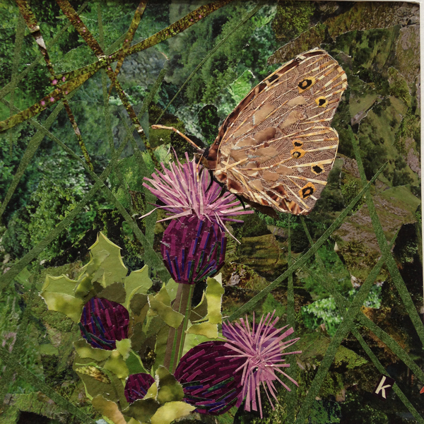 Flit - Satyr Butterfly On Thistle from Kirstie Adamson