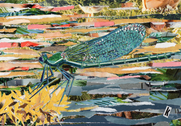 Green Dragonfly from Kirstie Adamson