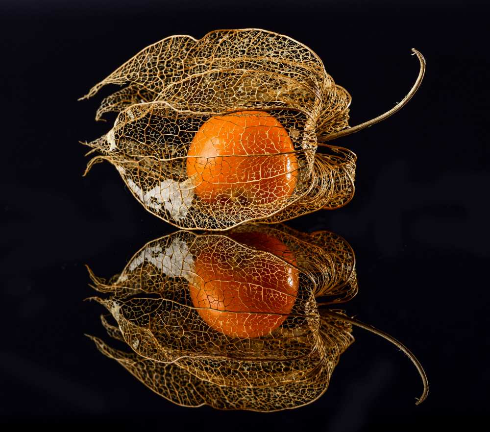 Physalis from Klaus Grosshanten