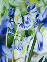 bluebells from James Knowles