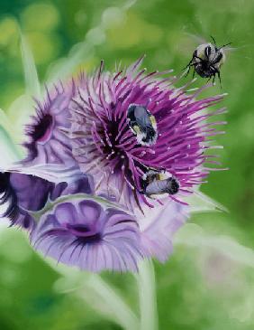 Wild-Thistles