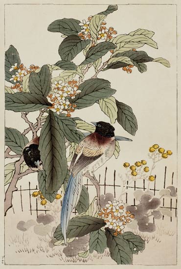 Blue tailed birds among the blossom from Bunrei Kacho Gafu, pub. 1885, and from Kono Bairei
