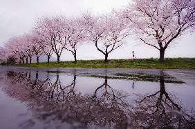 Rain of spring