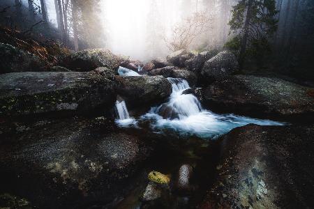 Forest stream - High Tatras