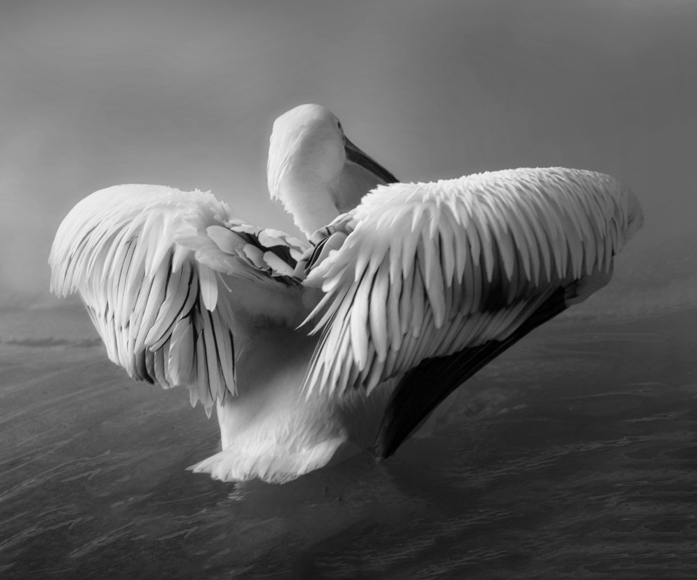 The Pelican from Krystina Wisniowska