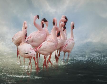 Lesser Flamingo Summit