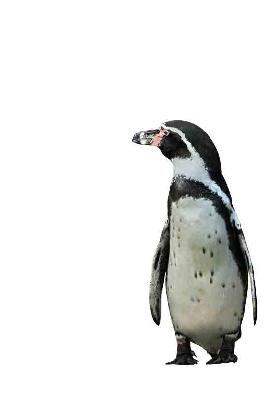 Pinguin - Kunskopie Kunstkopie