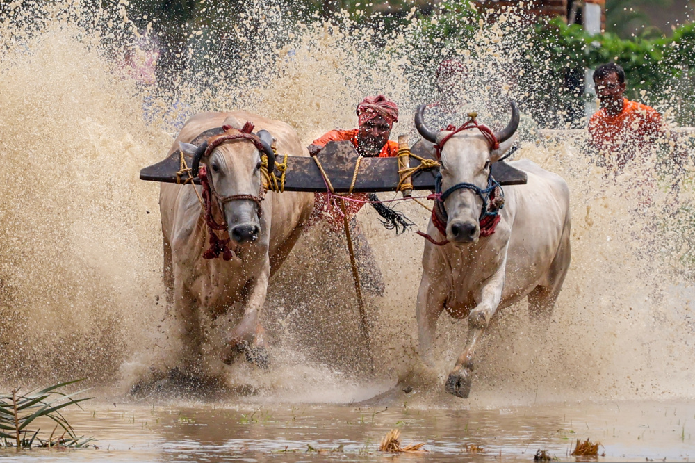 Moichara cattle race fastival from Kuntal Biswas