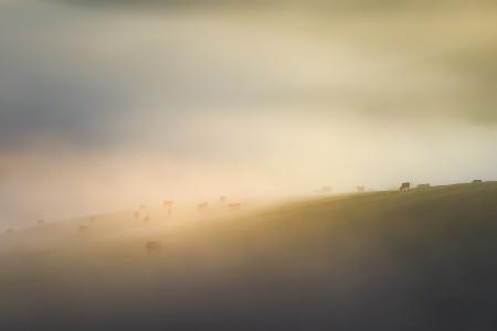 Cow farm Under mist