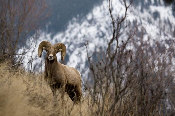 Rocky mountain bighorn sheep from Lance Lechner