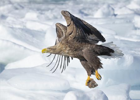 White-tailed Eagle in action