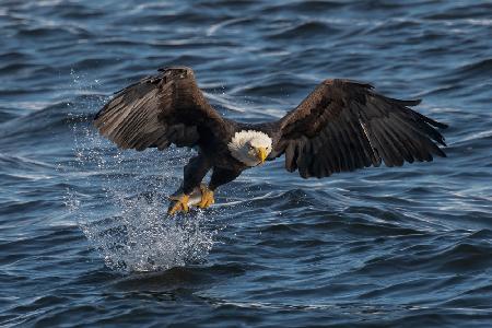 Eagle on the Mississippi River