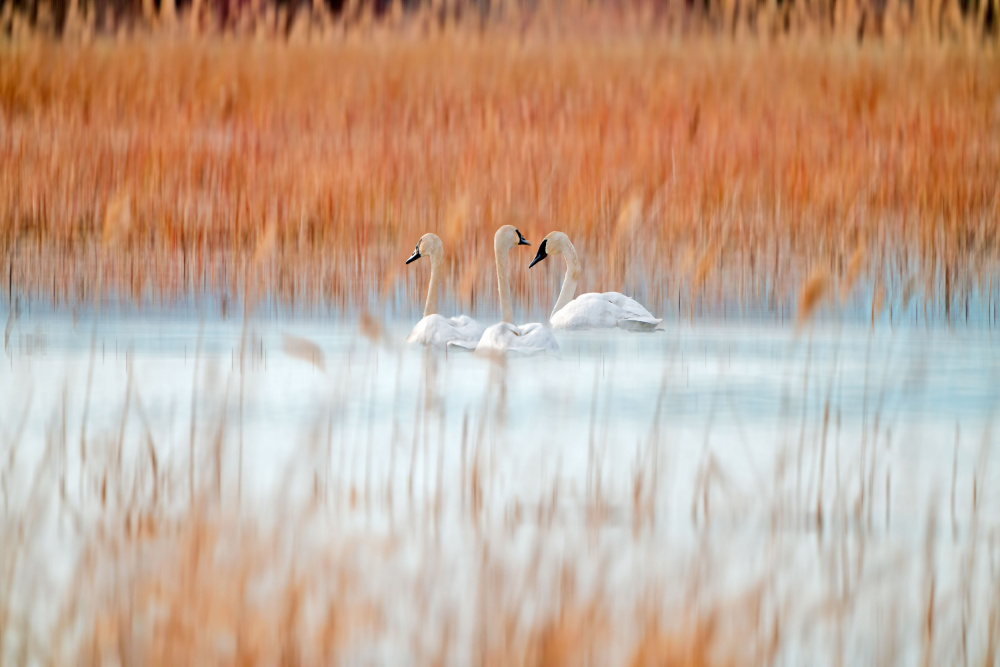 Three white swans from Leanne Lei