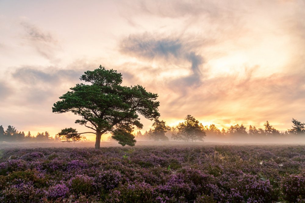 The tree on the heath. from Leif Løndal