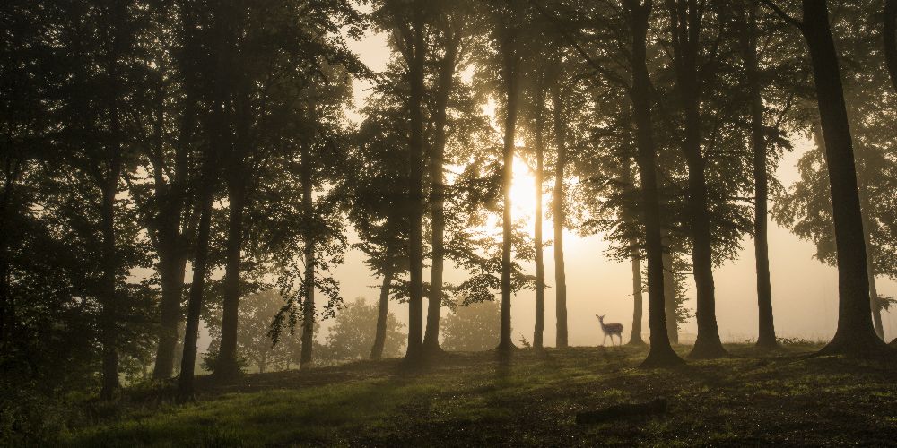 Deer in the morning mist. from Leif Løndal