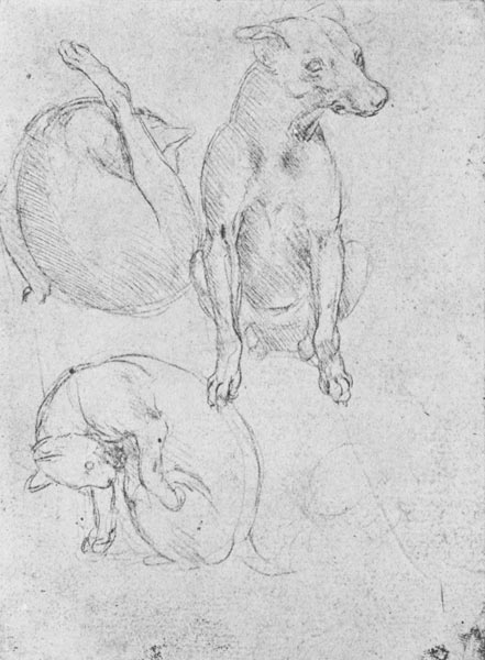 Study of a dog and a cat, c.1480 (metalpoint on paper) from Leonardo da Vinci