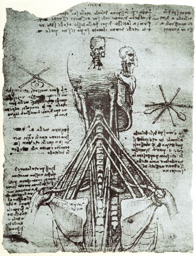 Bone Structure of the human neck and shoulder, facsimile copy  & from Leonardo da Vinci