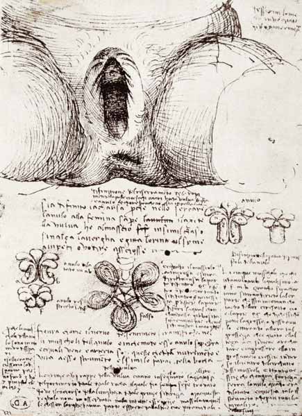 The Female Sexual Organs, facsimile copy  & from Leonardo da Vinci