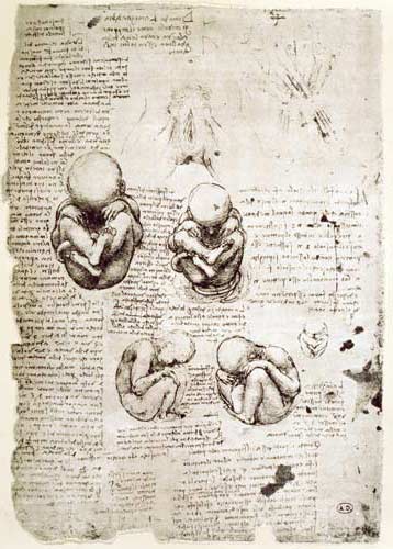 Five Views of a Foetus in the Womb, facsimile copy  & from Leonardo da Vinci