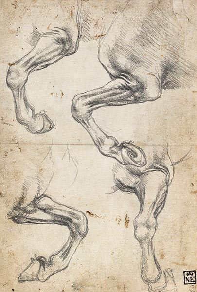 Studies of Horse's Leg from Leonardo da Vinci