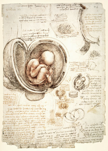 The Human Foetus in the Womb, facsimile copy  & from Leonardo da Vinci