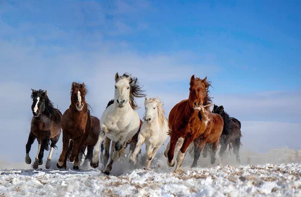 Mongolia Horses from Libby Zhang