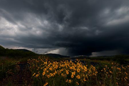 Wild Flower and Storm
