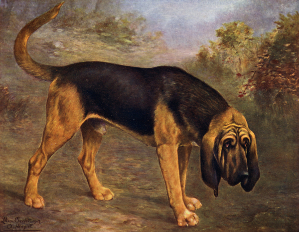 The Bloodhound Champion Hengist from Lilian Cheviot