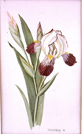 Botanical Iris, 1996 (w/c on paper)  from Lillian  Delevoryas